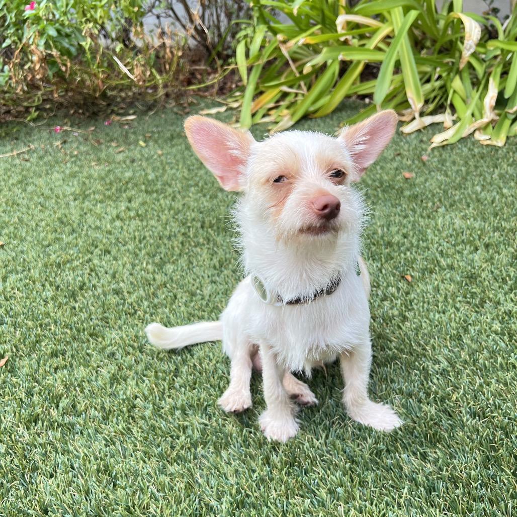 Enlarge Ernie Benefactor Dog, a Adopted mixed breed in New Orleans, LA image 1/6