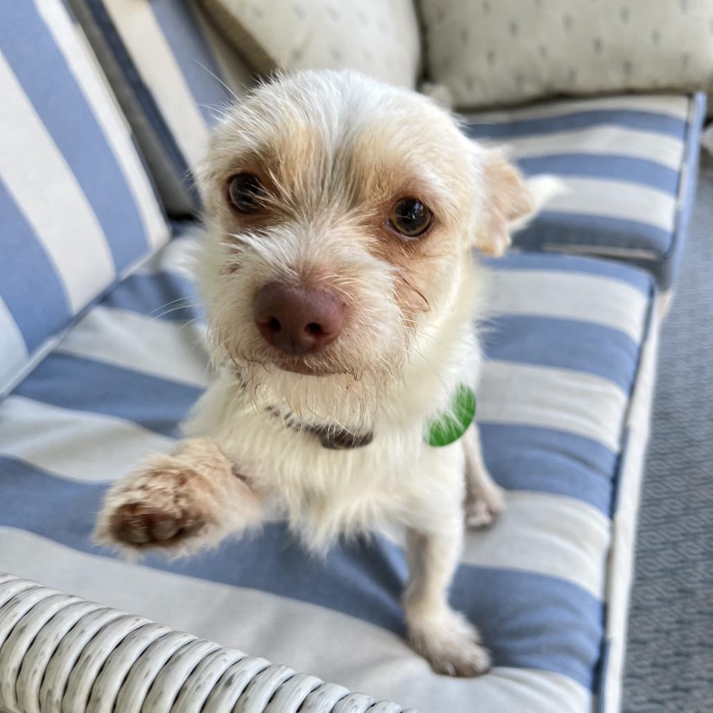 Enlarge Ernie Benefactor Dog, a Adopted mixed breed in New Orleans, LA image 4/6