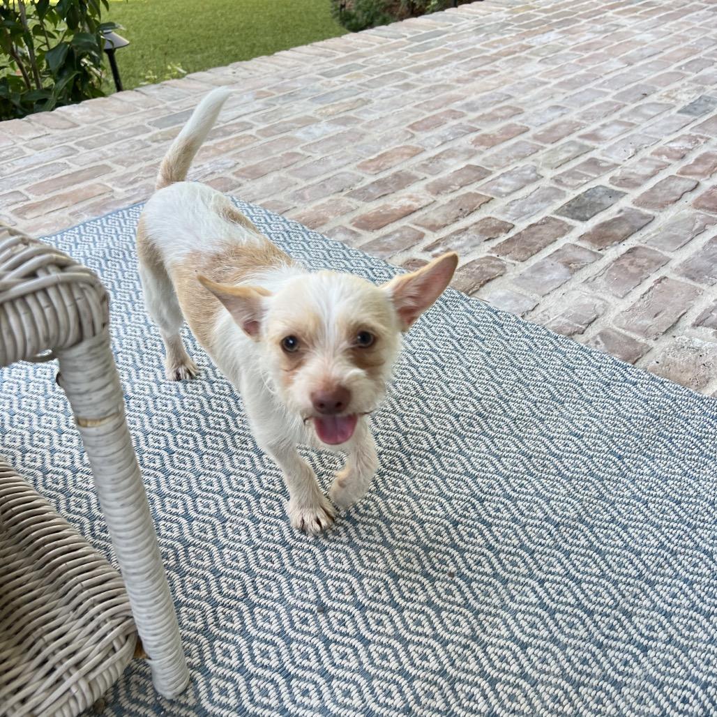 Enlarge Ernie Benefactor Dog, a Adopted mixed breed in New Orleans, LA image 6/6