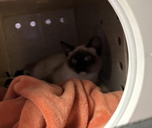 Enlarge Working Cat- Beignet, a Adoptable mixed breed in Silverdale, WA image 2/2
