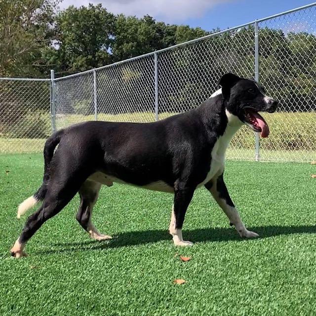 Sarge, Adoptable, Adult Male Pit Bull Terrier.