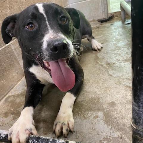 Enlarge Sarge, a Adoptable Pit Bull Terrier in Brookfield, MO image 2/3