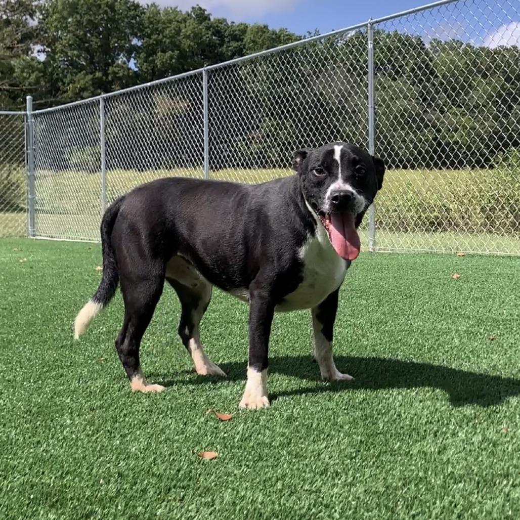 Enlarge Sarge, a Adoptable Pit Bull Terrier in Brookfield, MO image 3/3