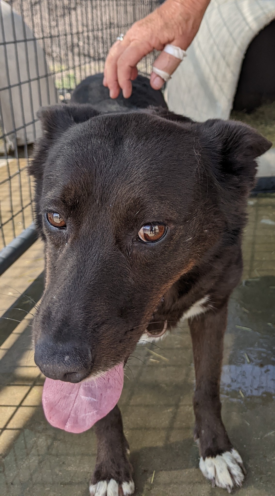 Enlarge Nina, a Adoptable German Shepherd Dog in Amarillo, TX image 1/1