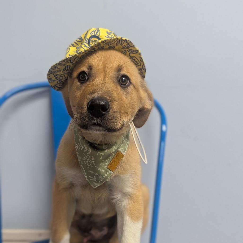 Johnnycake, a Adoptable Mixed Breed in Hendersonville, NC image 2/6