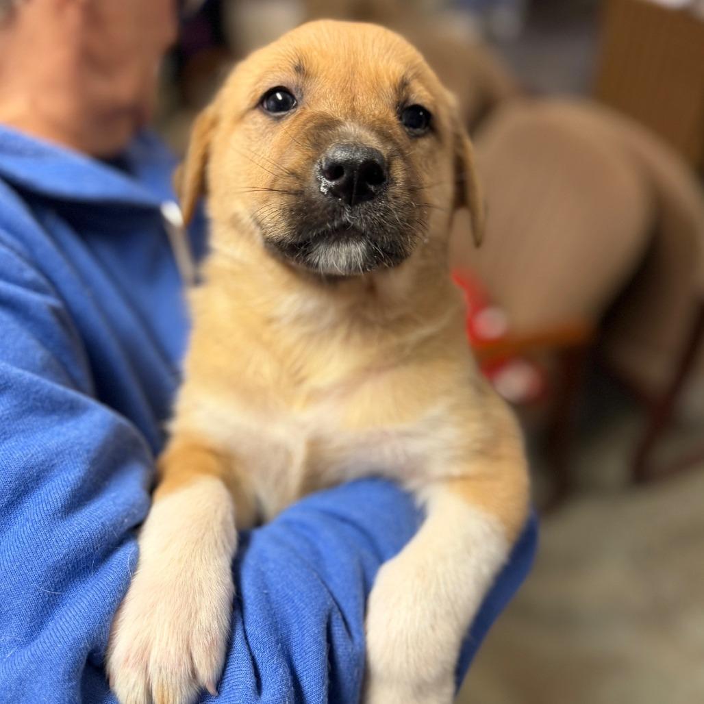 Johnnycake, a Adoptable Mixed Breed in Hendersonville, NC image 4/6