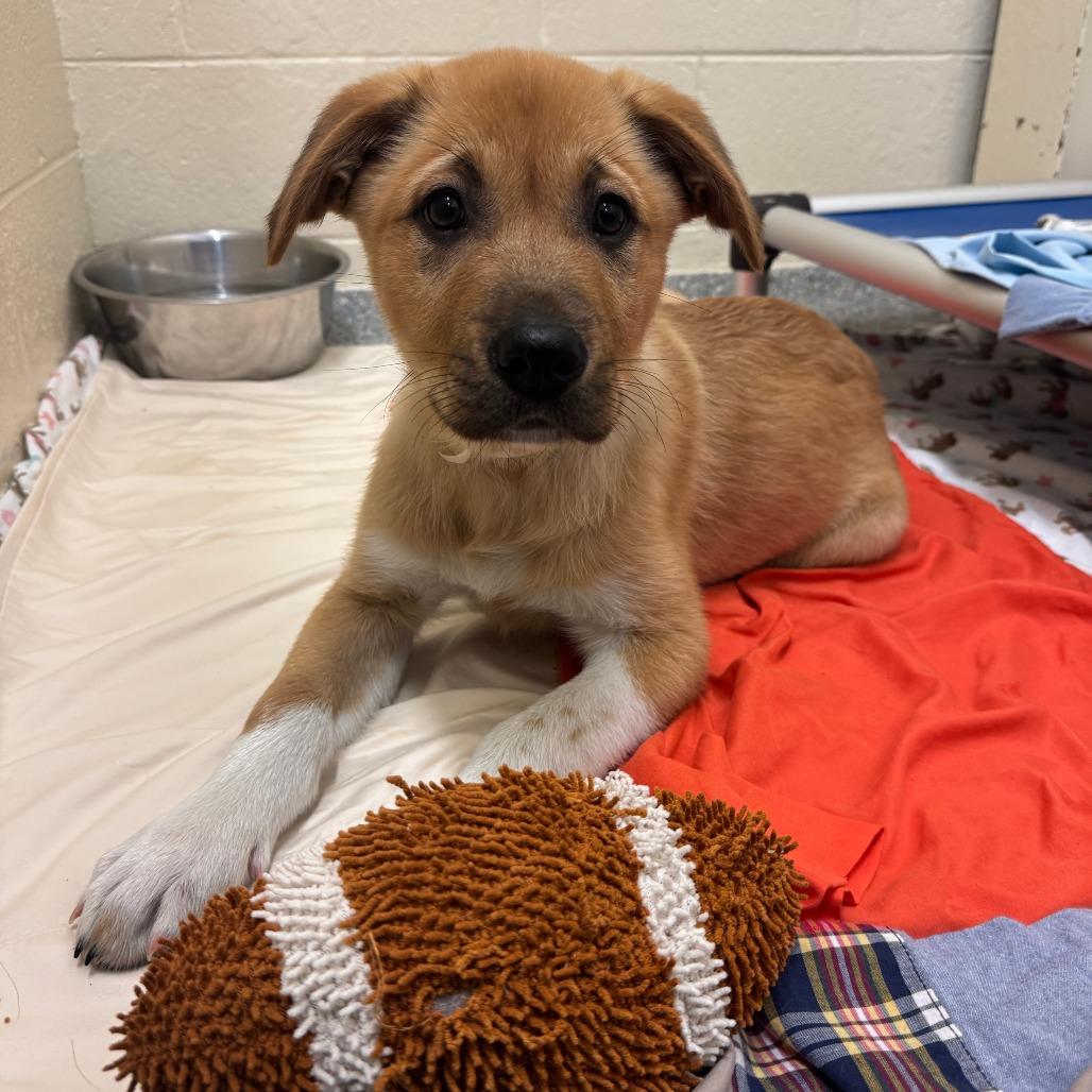 Johnnycake, a Adoptable Mixed Breed in Hendersonville, NC image 5/6
