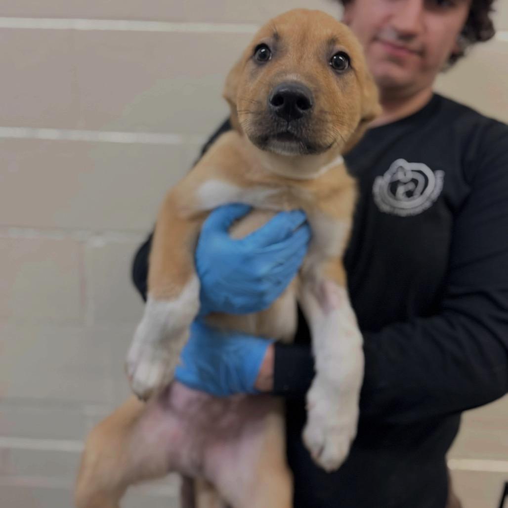 Johnnycake, a Adoptable Mixed Breed in Hendersonville, NC image 6/6
