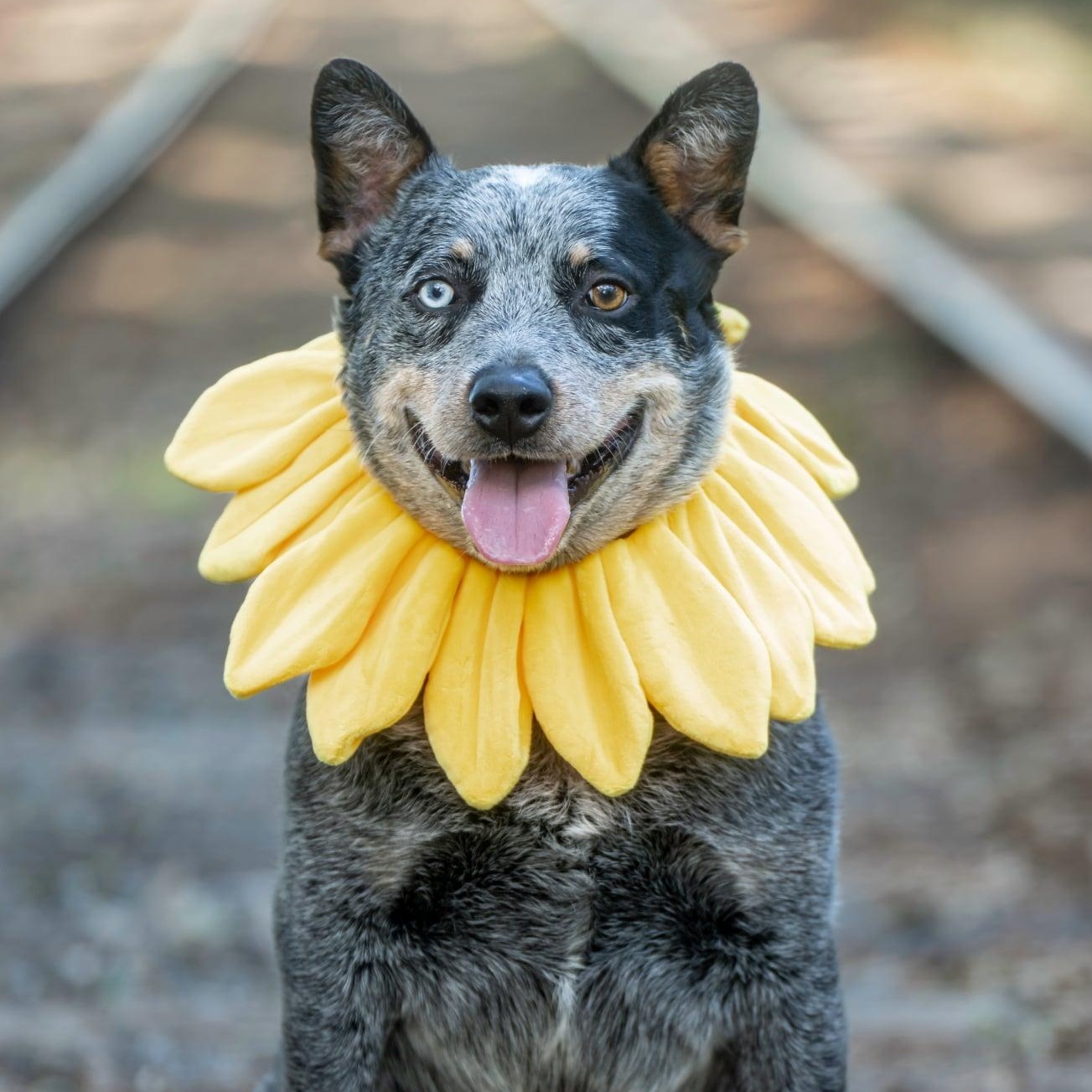Sumo, ADOPTABLE, Adult Male Australian Cattle Dog / Blue Heeler.