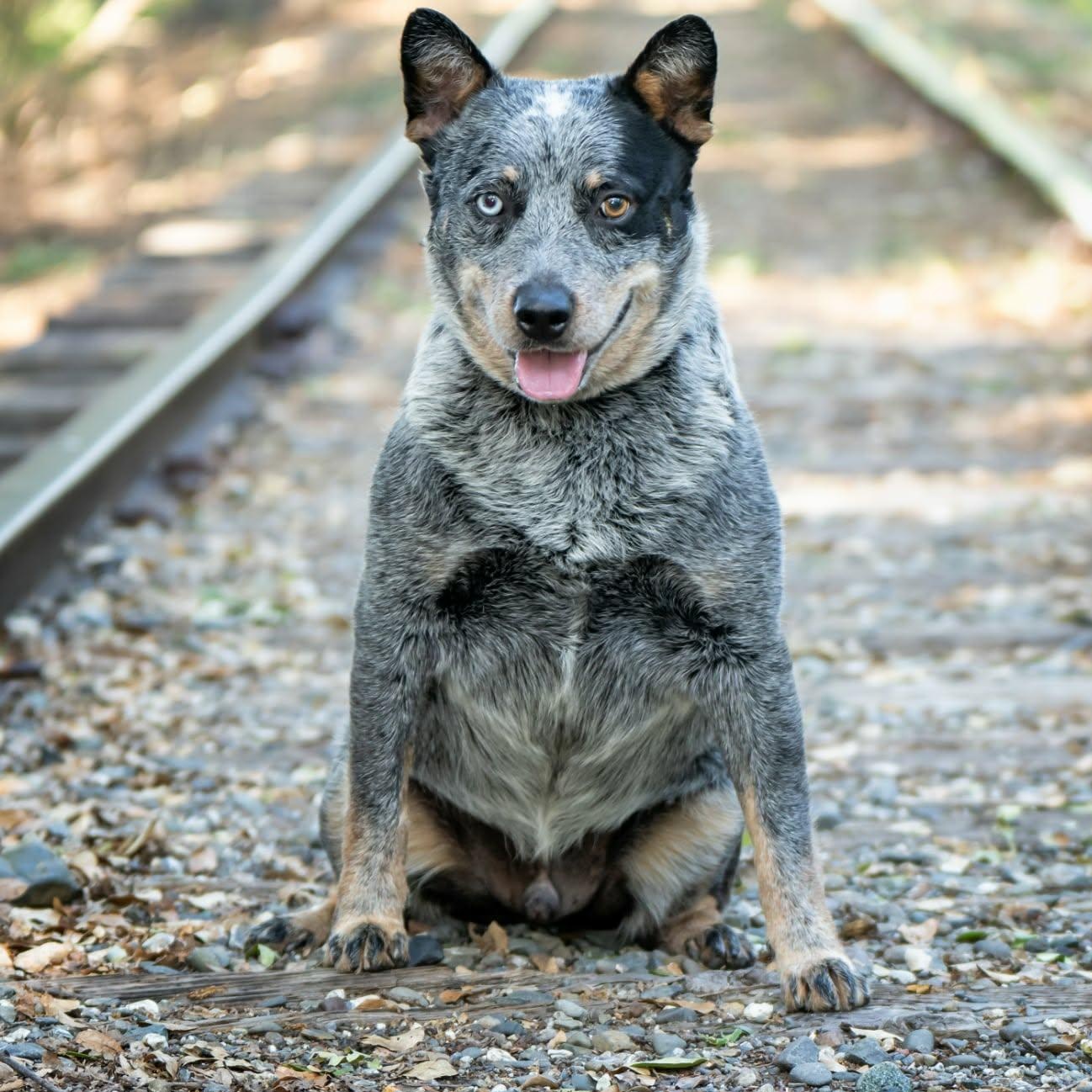 Enlarge Sumo, a ADOPTABLE Australian Cattle Dog / Blue Heeler in Placerville, CA image 2/2