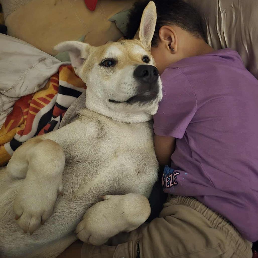 Reese, Adoptable, Young Male Shepherd.