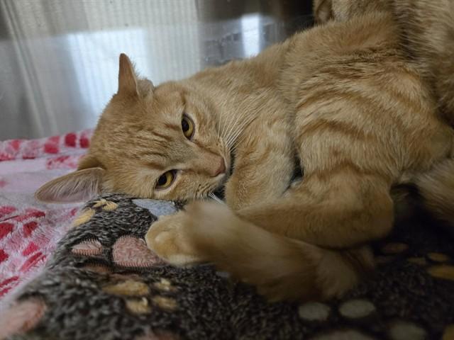 Enlarge PEPPER, a Adoptable Domestic Short Hair in Casper, WY image 1/1