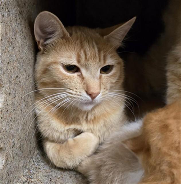 PEPPER, Adoptable, Adult Female Domestic Short Hair.