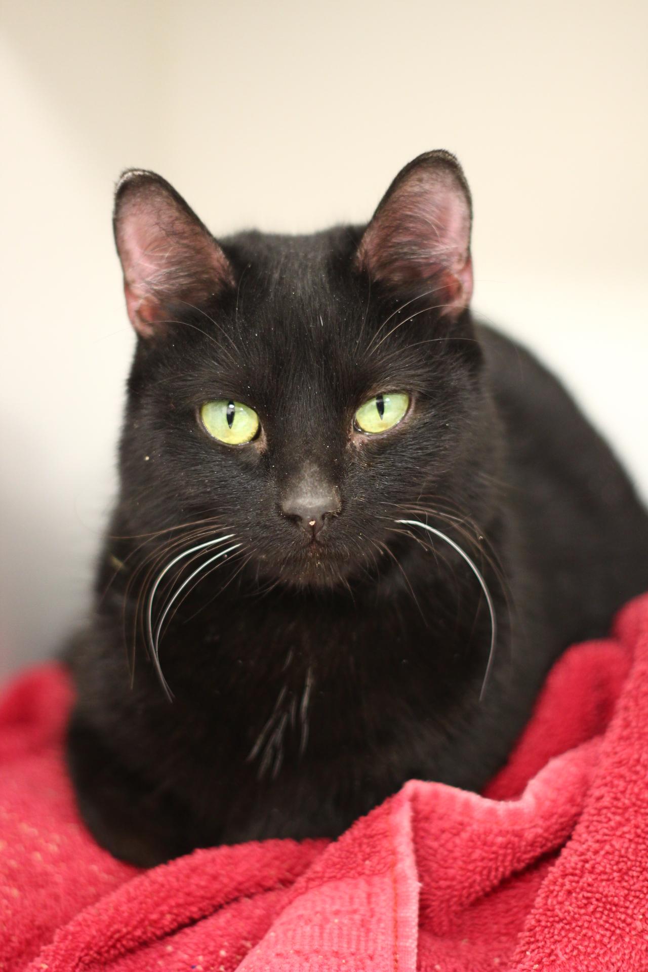 Enlarge Maureen, a Adoptable Domestic Short Hair in Toledo, OH image 4/6
