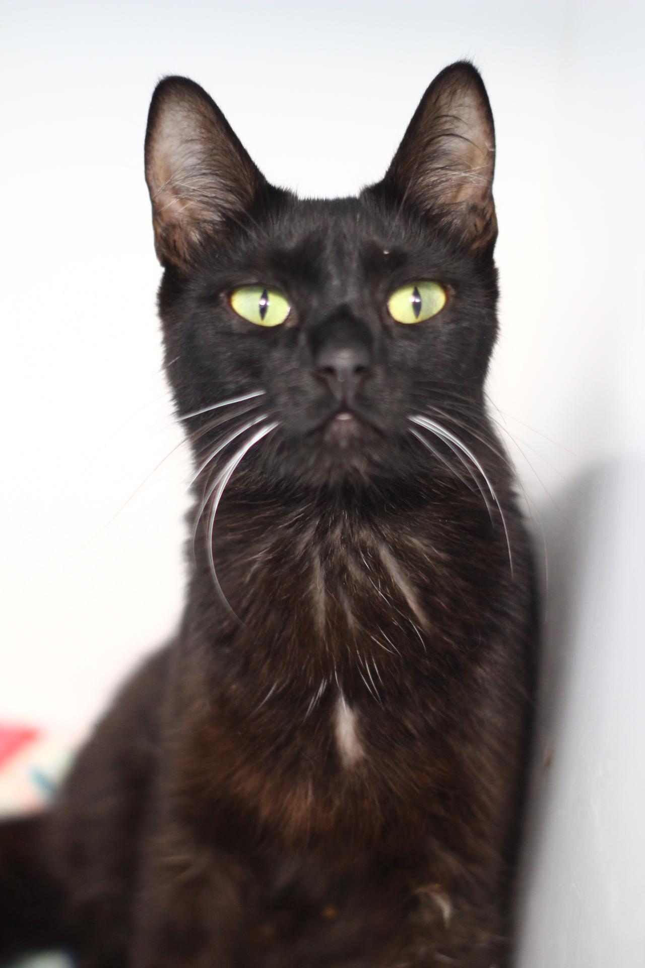 Enlarge Maureen, a Adoptable Domestic Short Hair in Toledo, OH image 5/6