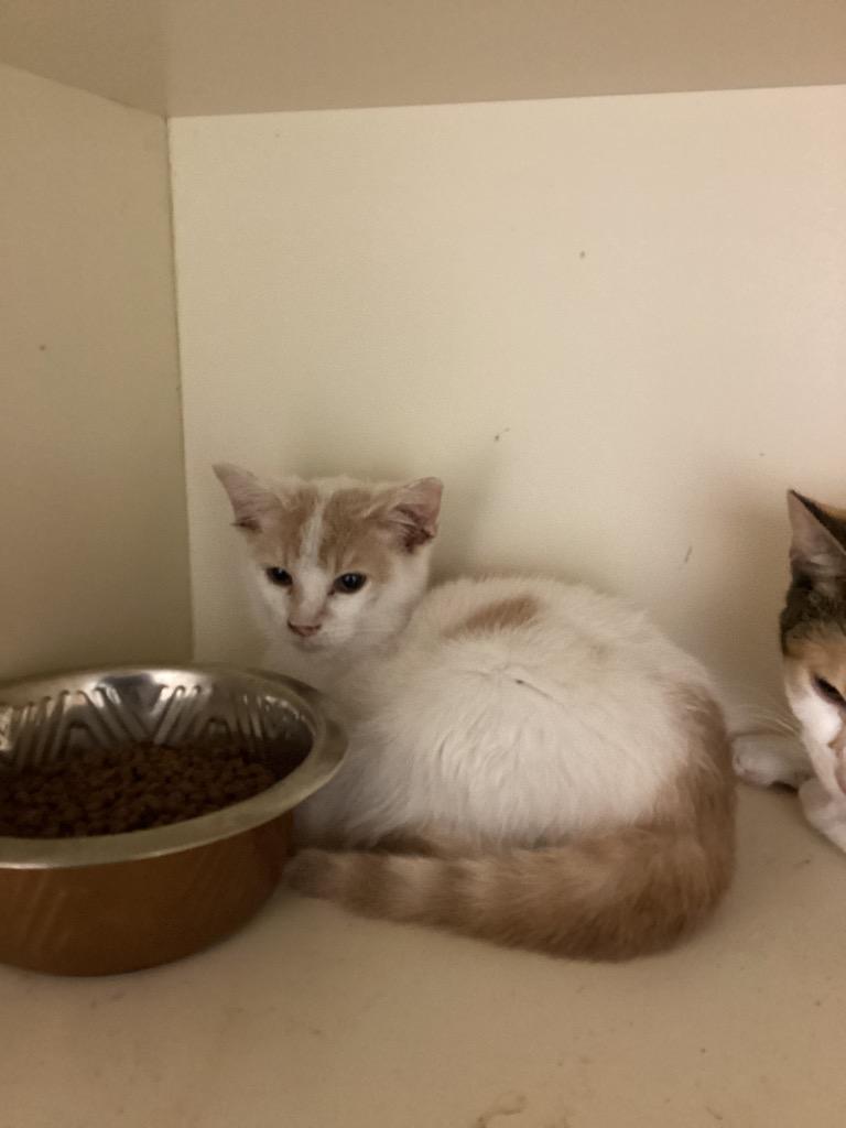 Emperor, Adoptable, Young Male Domestic Short Hair.