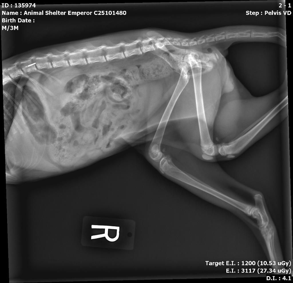 Enlarge Emperor, a Adoptable mixed breed in Bloomington, IN image 2/6