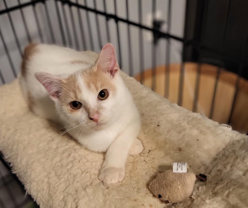 Enlarge Emperor, a Adoptable mixed breed in Bloomington, IN image 3/6