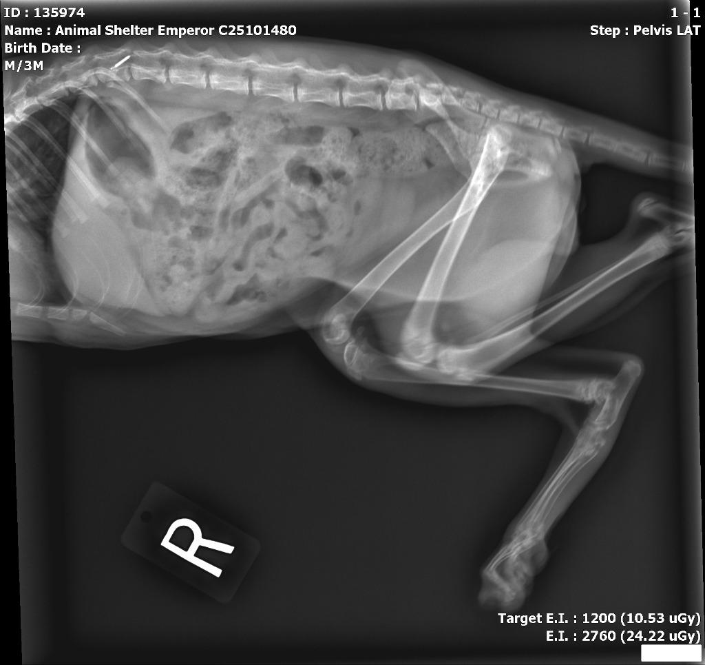 Enlarge Emperor, a Adoptable mixed breed in Bloomington, IN image 4/6