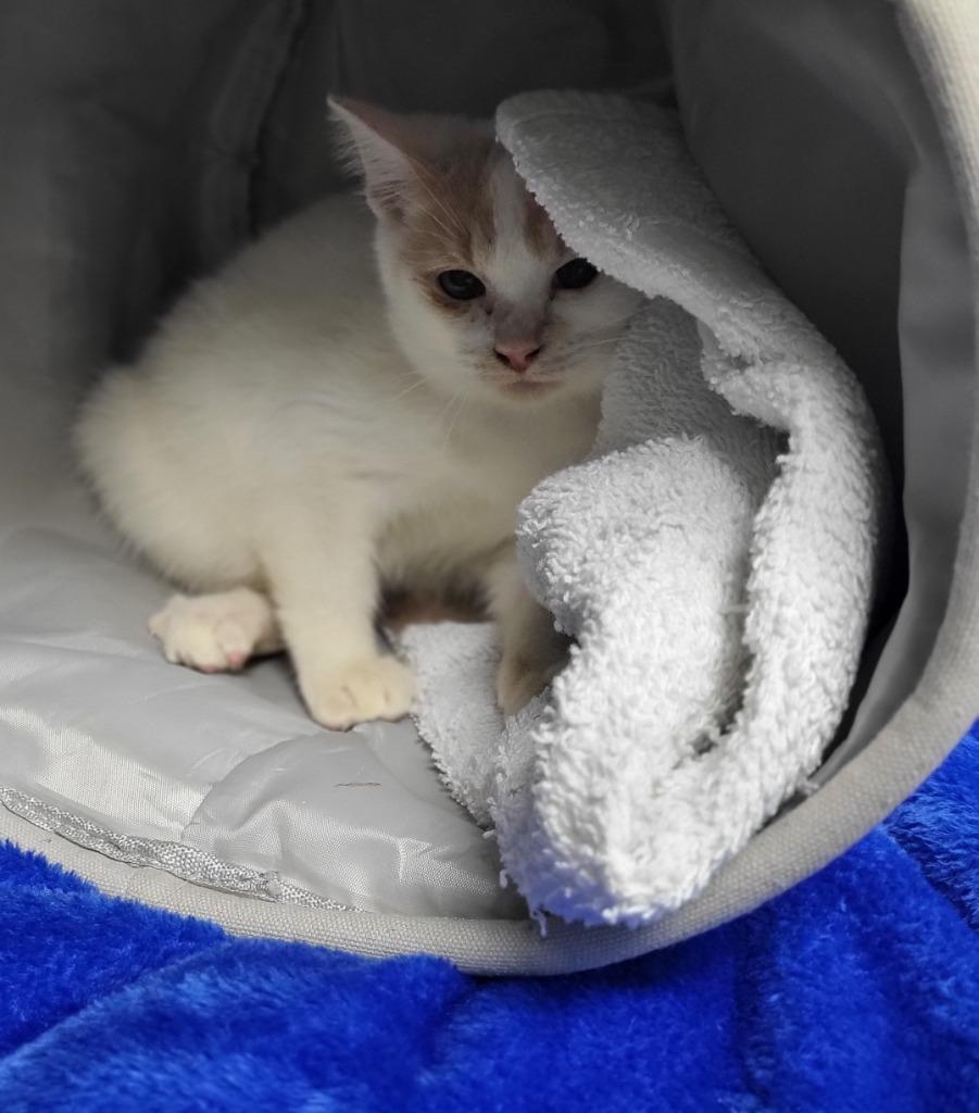Enlarge Emperor, a Adoptable mixed breed in Bloomington, IN image 5/6