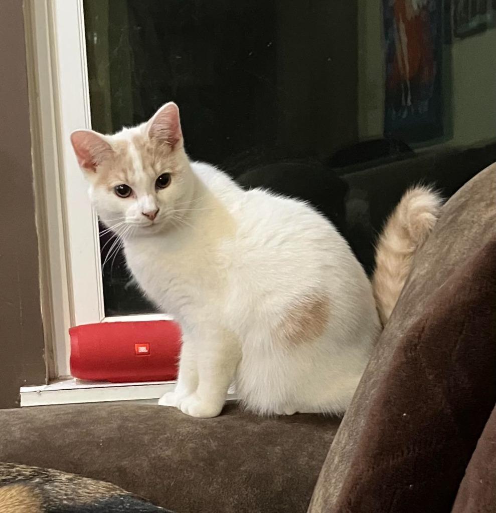 Enlarge Emperor, a Adoptable mixed breed in Bloomington, IN image 6/6