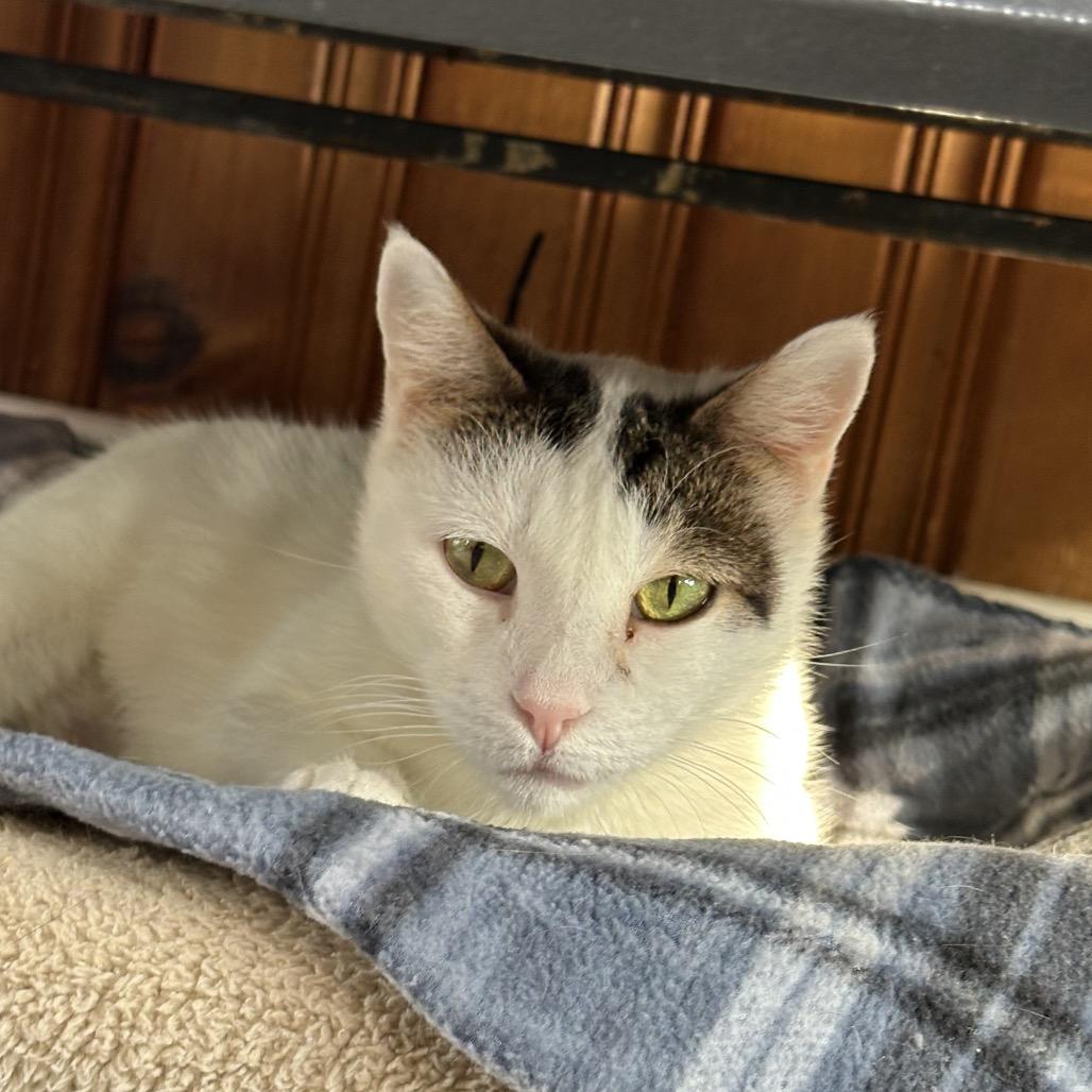 Pinky, Adoptable, Senior Female Domestic Short Hair.