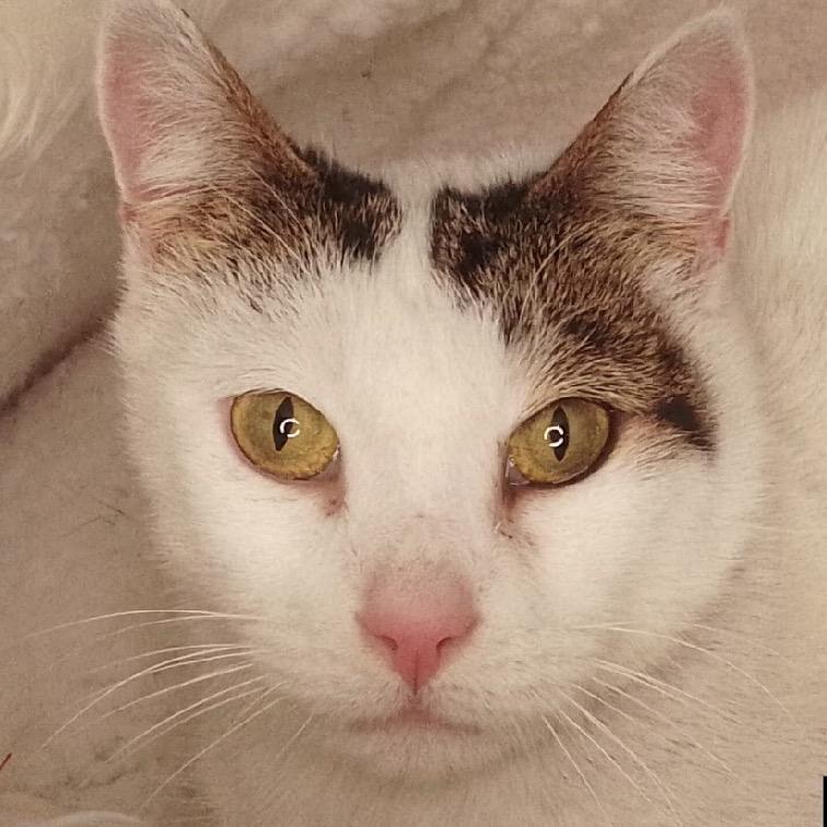 Enlarge Pinky, a Adoptable Domestic Short Hair in Hampton Bays, NY image 2/2