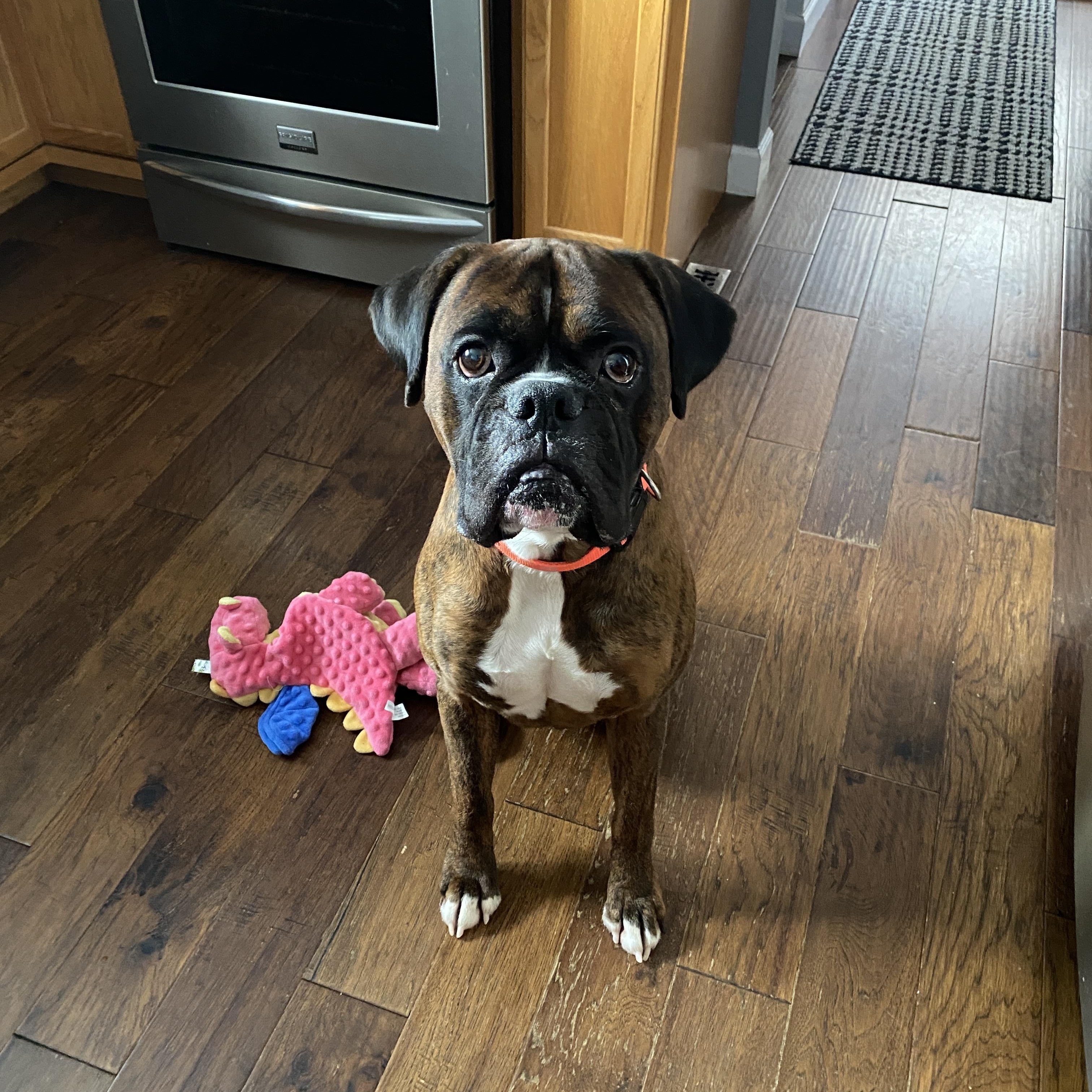 Rocky, an adopted Boxer in Waukesha, WI image 1/6