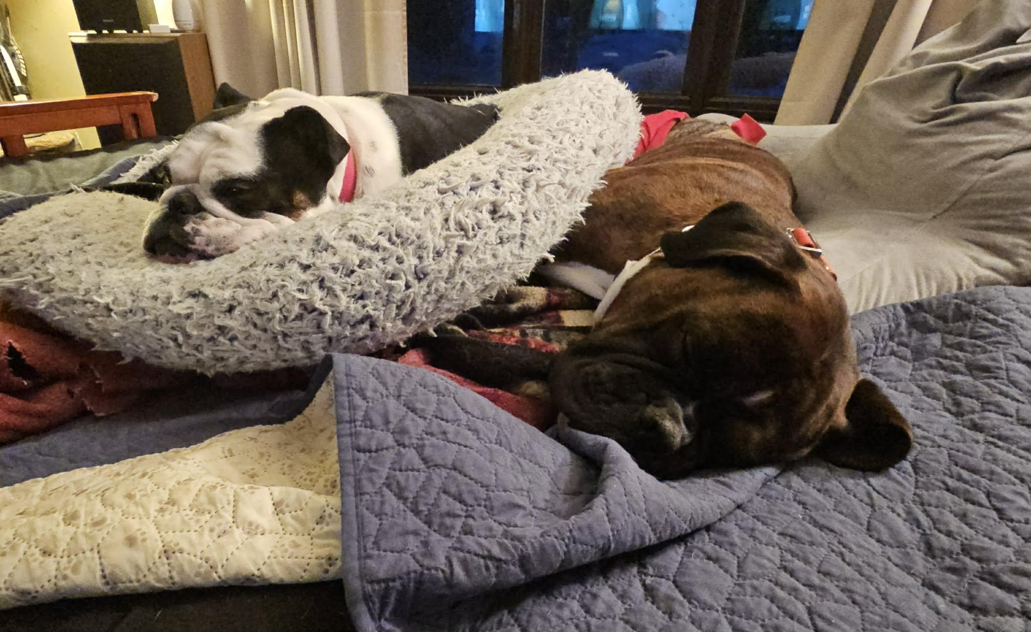 Rocky, an adopted Boxer in Waukesha, WI image 5/6