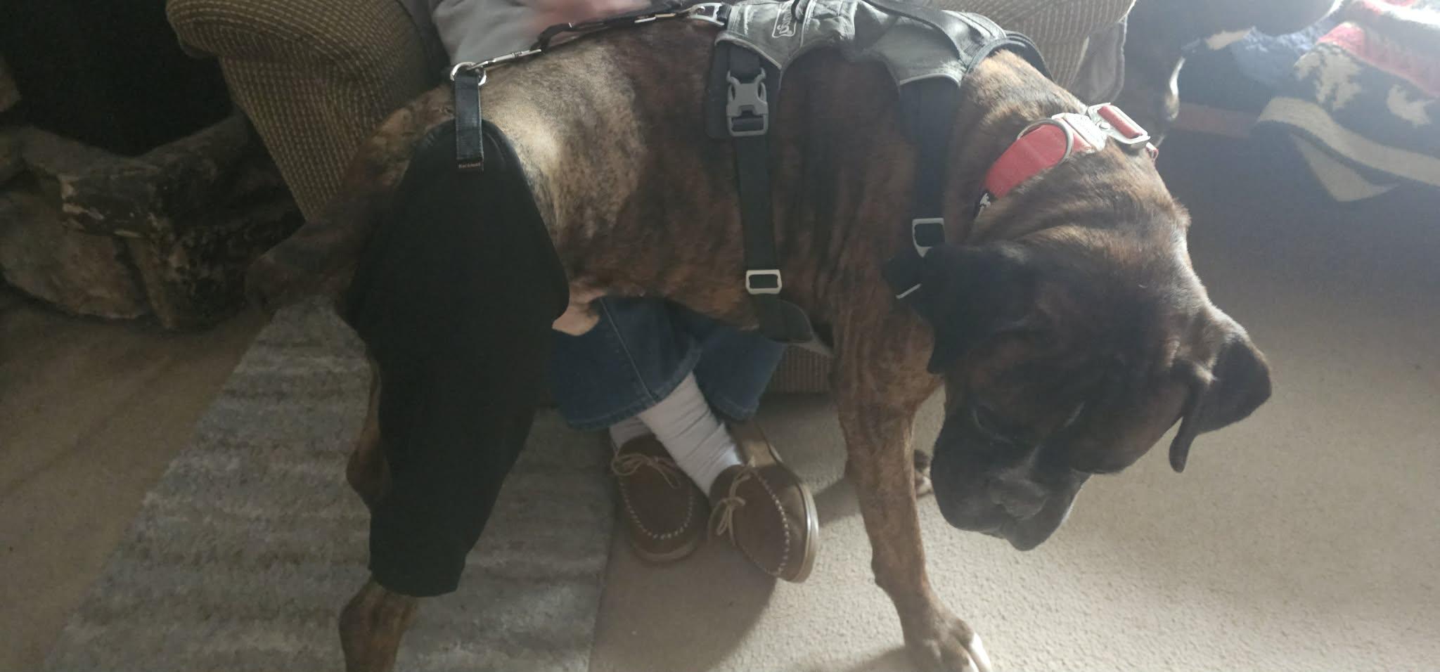 Rocky, an adopted Boxer in Waukesha, WI image 4/6