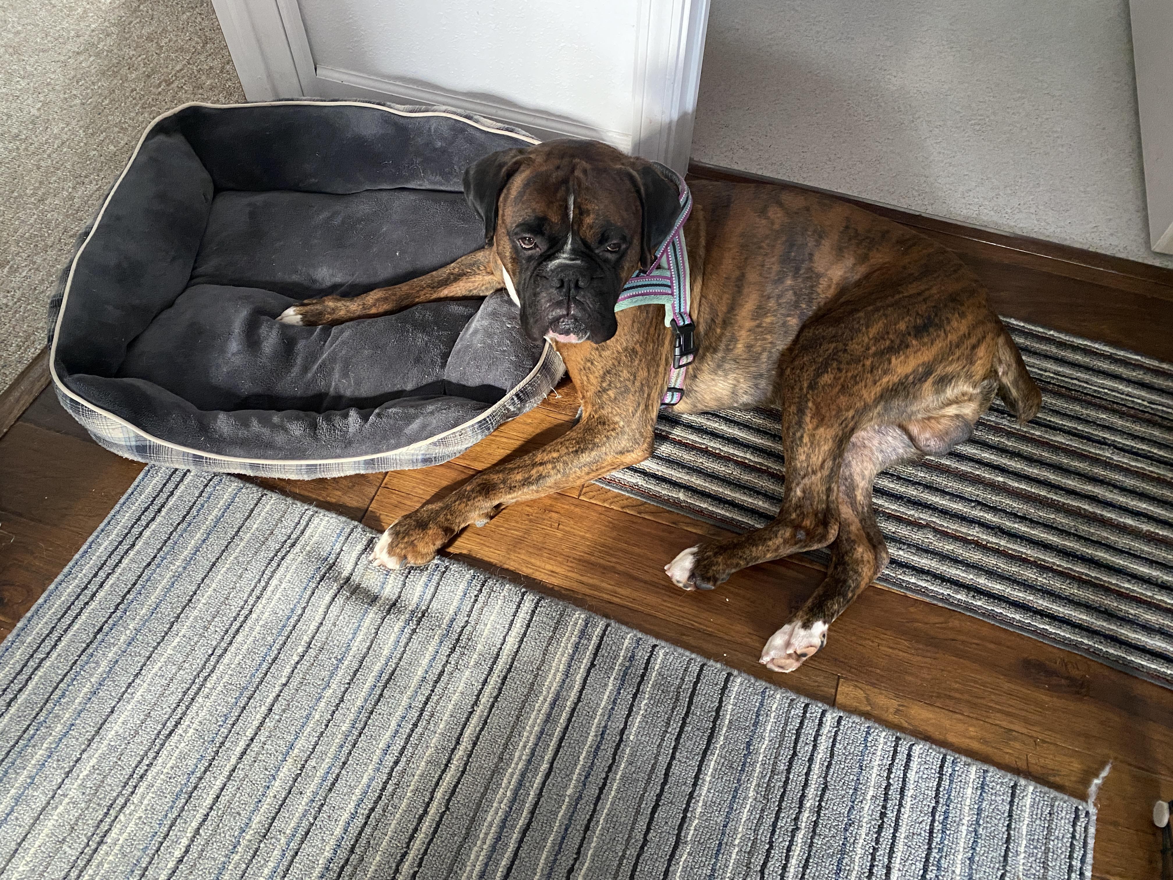 Rocky, an adopted Boxer in Waukesha, WI image 3/6