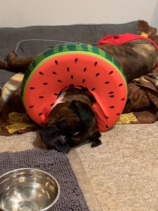 Enlarge Rocky, an adopted Boxer in Waukesha, WI video 2/6
