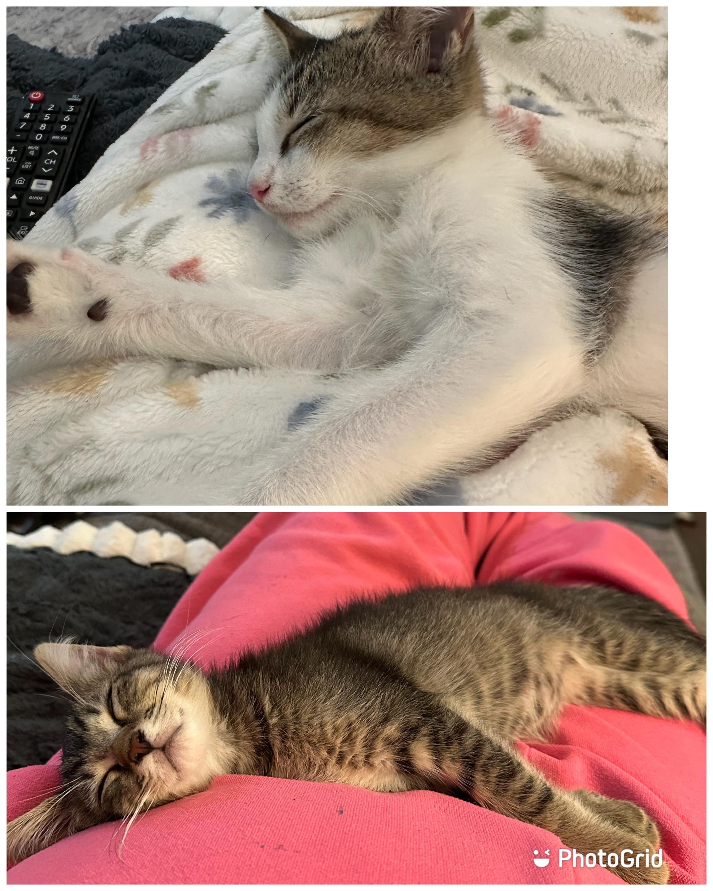 Dutch & Mac