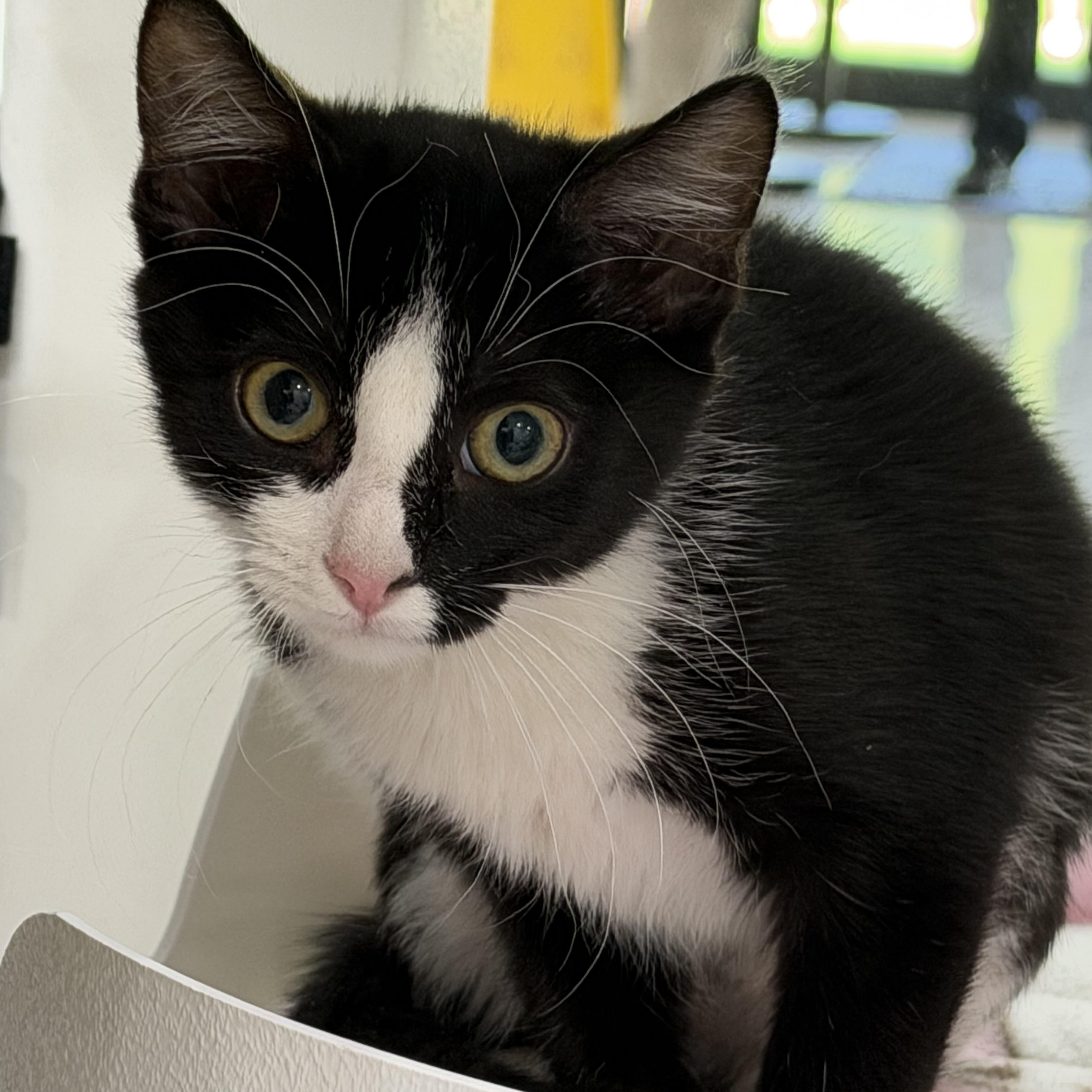 Jackie, an adopted Domestic Short Hair in Sherman, TX image 2/3