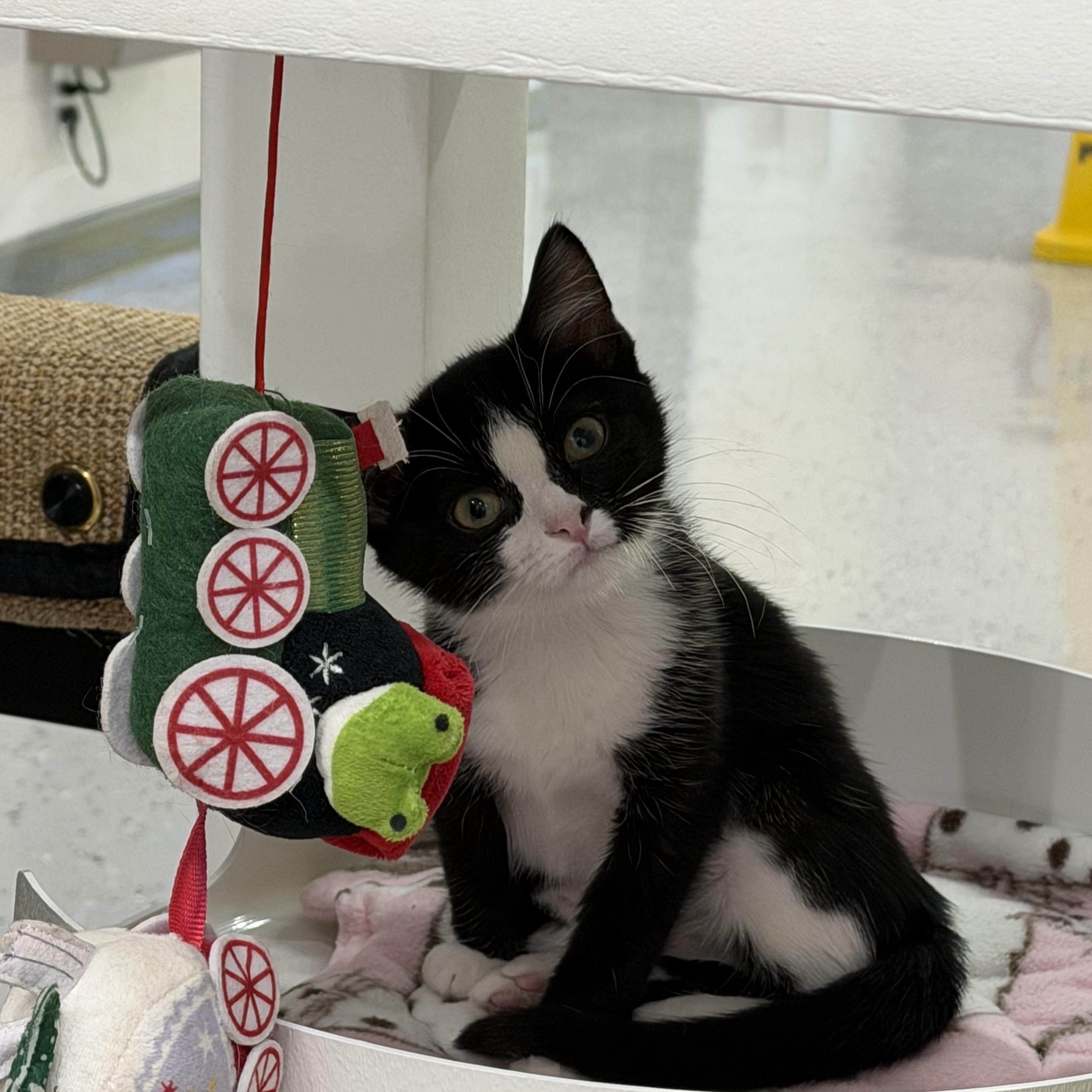 Jackie, adopted, Young Female Domestic Short Hair.