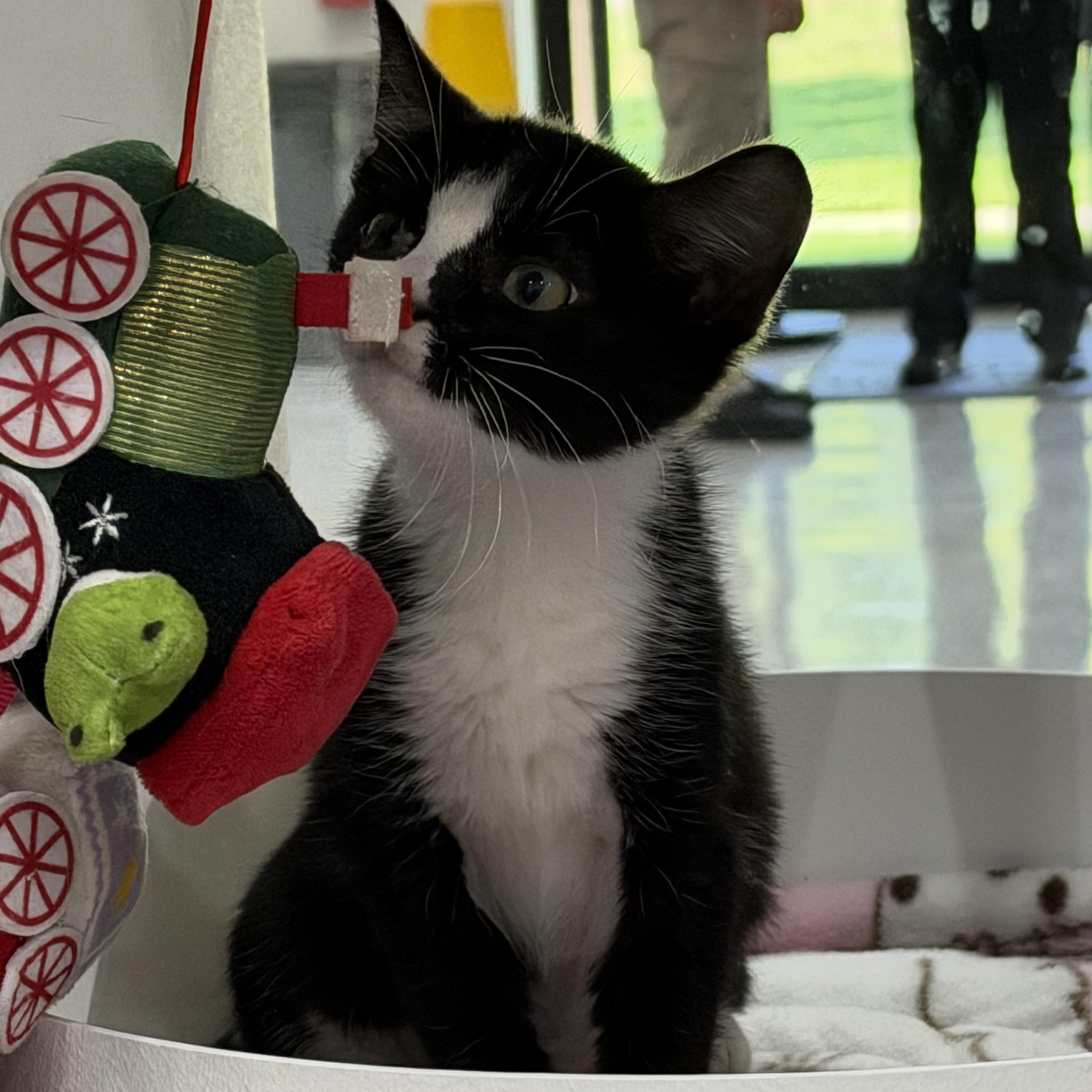 Jackie, an adopted Domestic Short Hair in Sherman, TX image 3/3