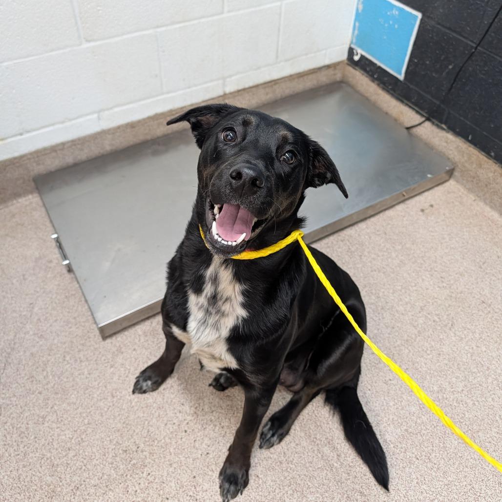 Missy, Adoptable, Young Female Black Labrador Retriever & Mixed Breed.