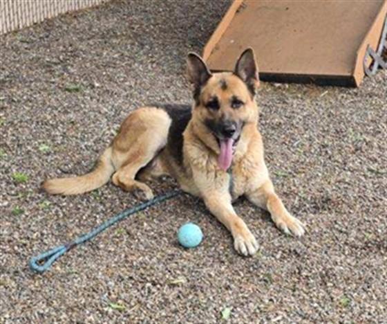 ZEKE, Adoptable, Adult Male German Shepherd Dog & Mixed Breed.