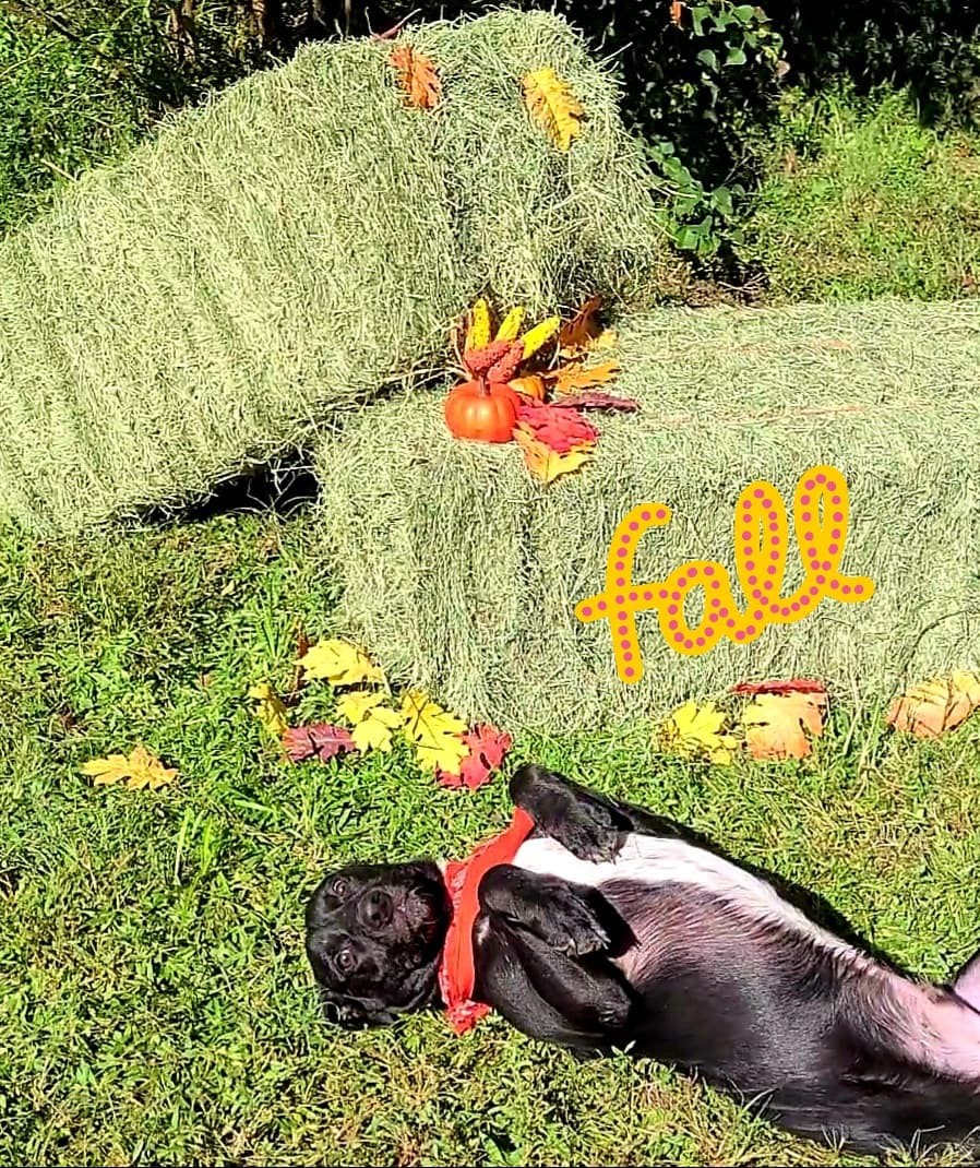 Masha, a Adoptable mixed breed in Houston, TX image 1/11