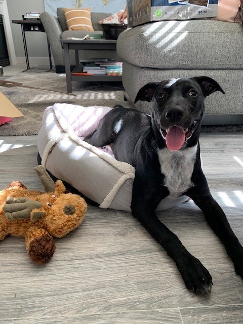 Masha, an adoptable Labrador Retriever in Houston, TX, 77007 | Photo Image 1