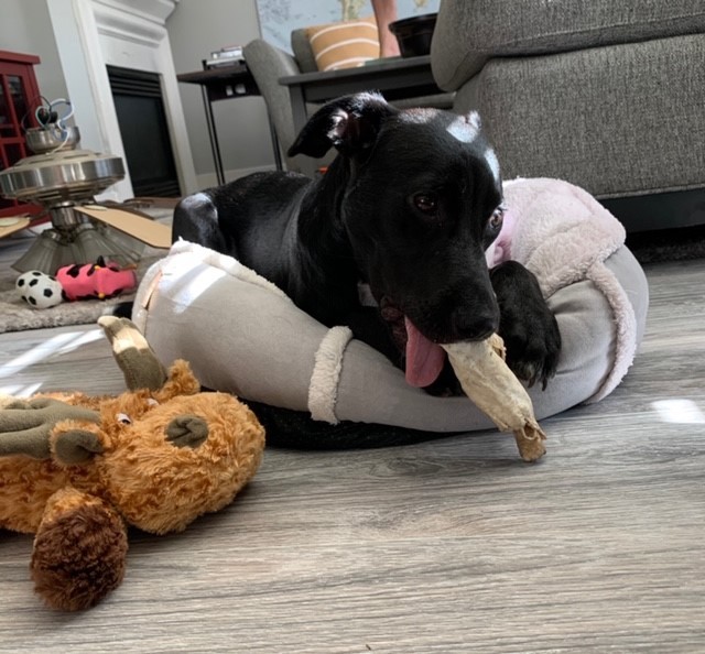 Masha, a Adoptable mixed breed in Houston, TX image 3/11