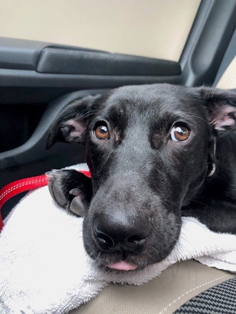 Masha, a Adoptable mixed breed in Houston, TX image 4/11