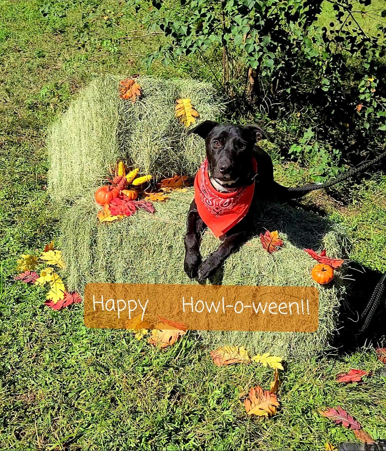 Masha, a Adoptable mixed breed in Houston, TX image 5/11