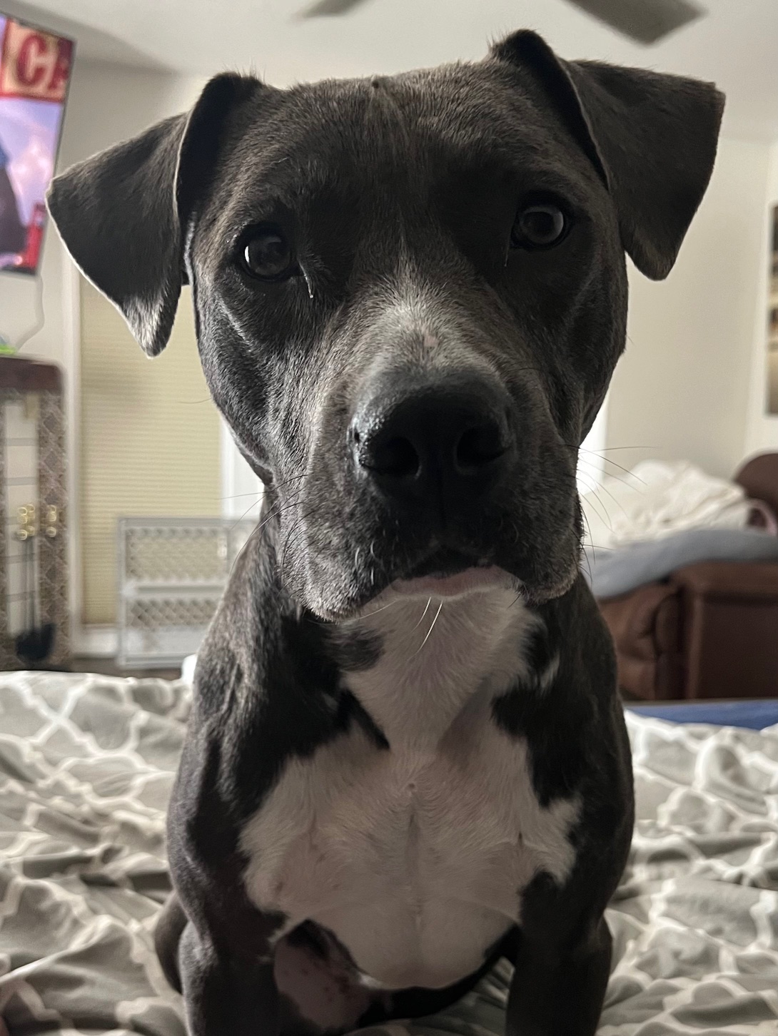 SASHA-SKY, a Adoptable American Staffordshire Terrier in Las Vegas, NV image 1/6