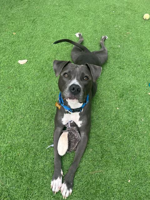 SASHA-SKY, a Adoptable American Staffordshire Terrier in Las Vegas, NV image 3/6