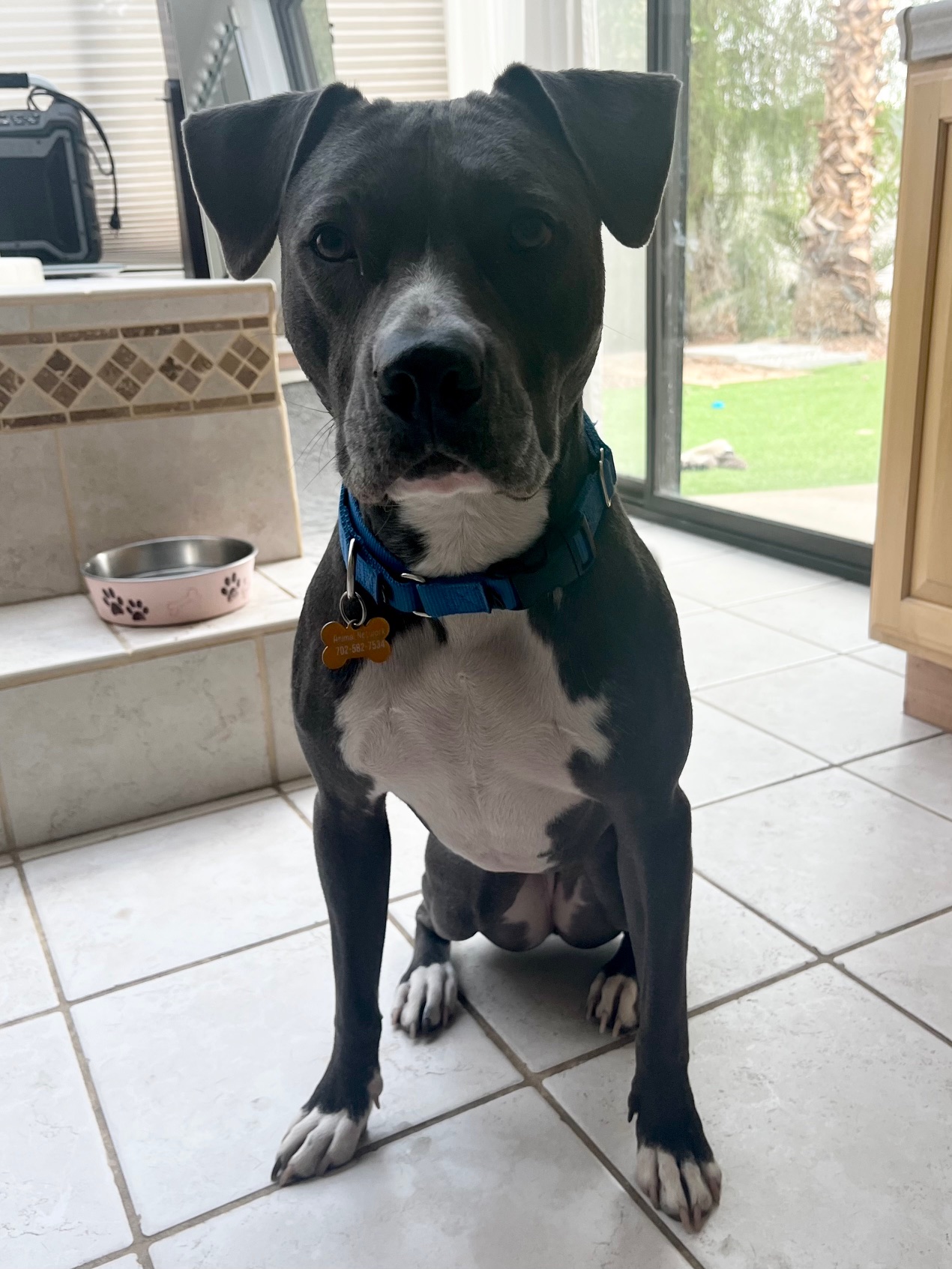 SASHA-SKY, a Adoptable American Staffordshire Terrier in Las Vegas, NV image 4/6