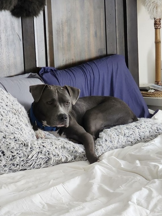 SASHA-SKY, a Adoptable American Staffordshire Terrier in Las Vegas, NV image 2/6