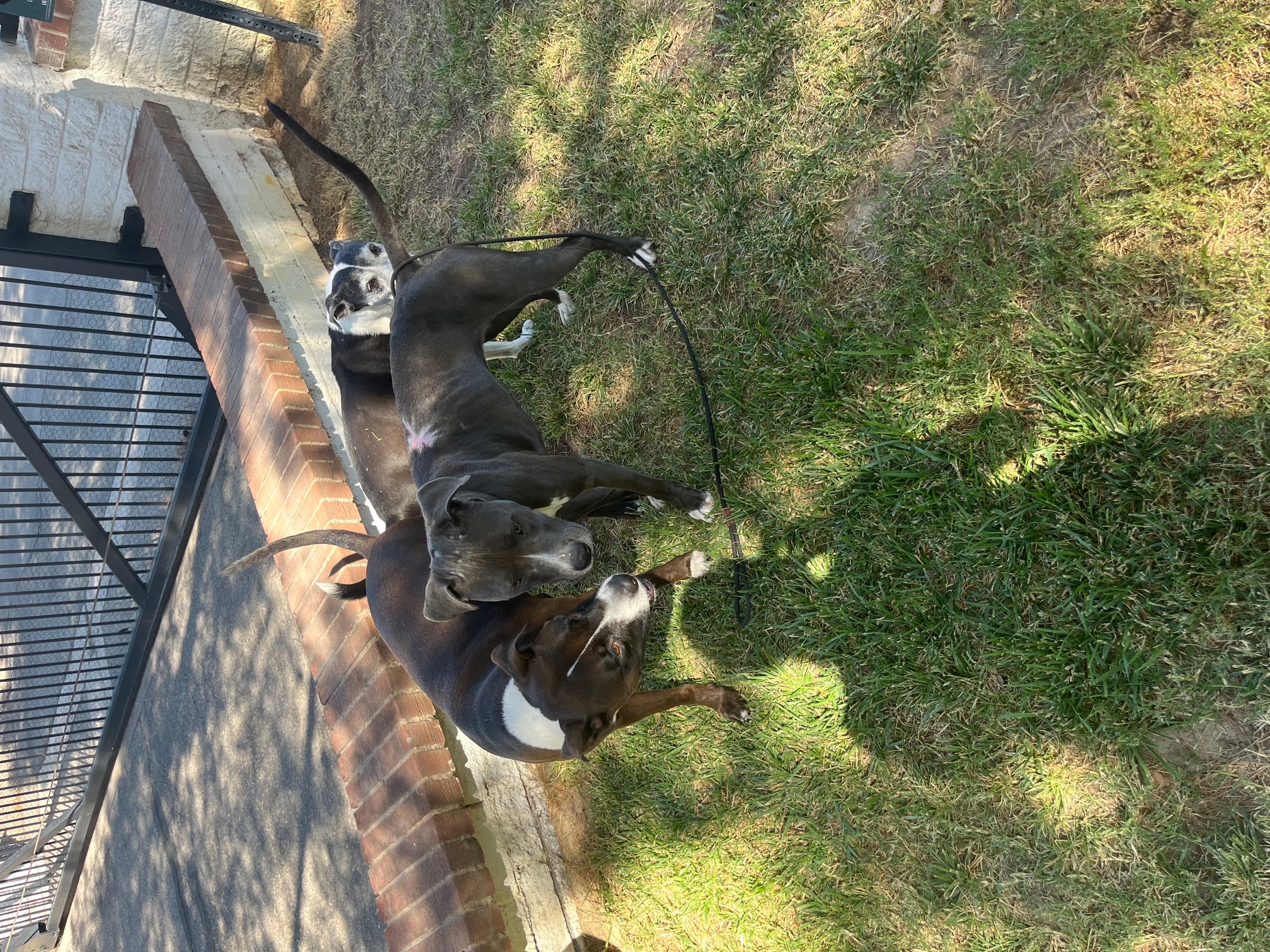 SASHA-SKY, a Adoptable American Staffordshire Terrier in Las Vegas, NV image 5/6