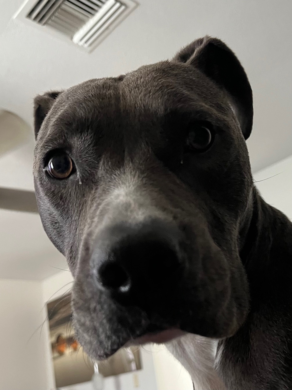 SASHA-SKY, a Adoptable American Staffordshire Terrier in Las Vegas, NV image 6/6