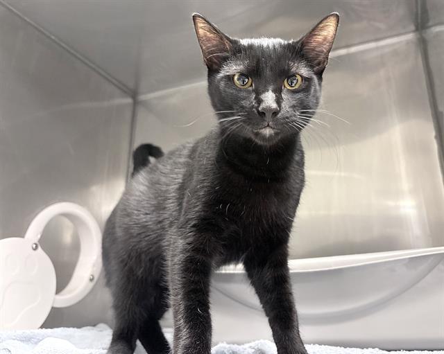 PEANUT, Adoptable, Kitten Male Domestic Short Hair.
